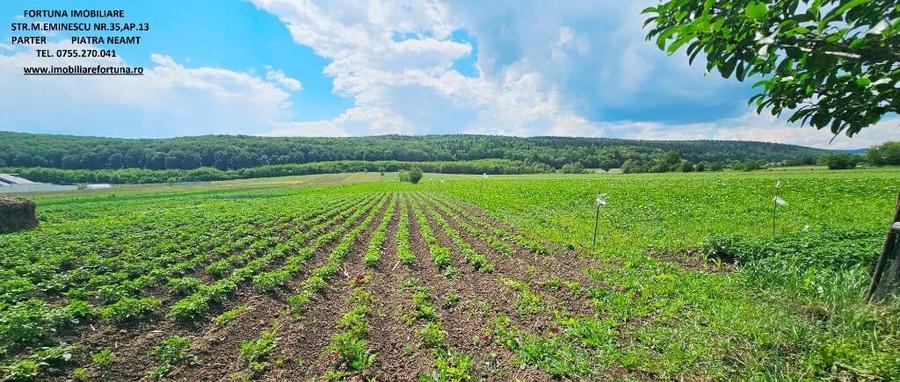 Proprietate com.Bodesti, casa + anexe + teren 7481 mp - 5