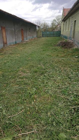 Vand casa cu teren 5725 mp, livada 100 pomi fructiferi, hala 220 mp in Dragoiesti, jud Timis - 2