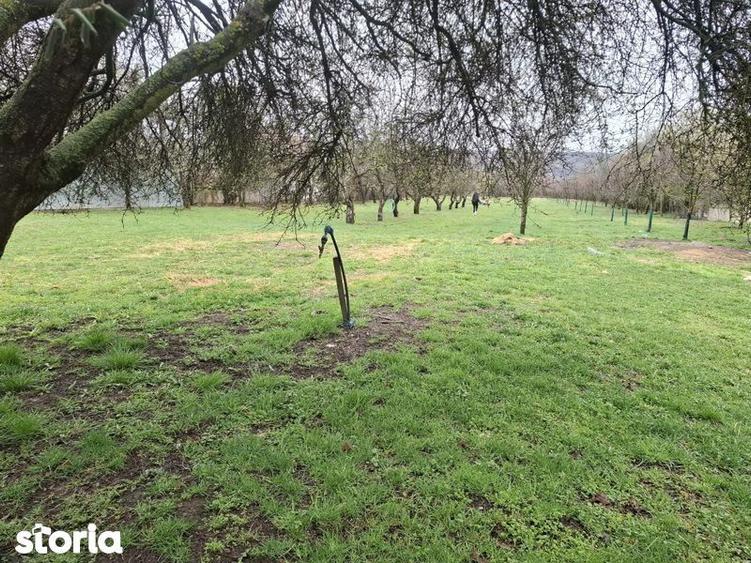 Teren de vanzare Gheboieni DB intravilan+extravilan - 4