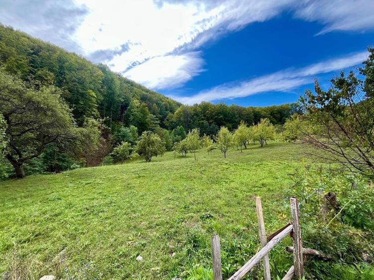 Teren 5.600 mp – Liniște, Natură și Verdeață | 10€/mp - Comision 0% - 2