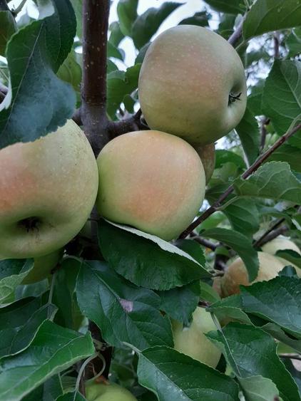 Teren str Casa Apelor - 5