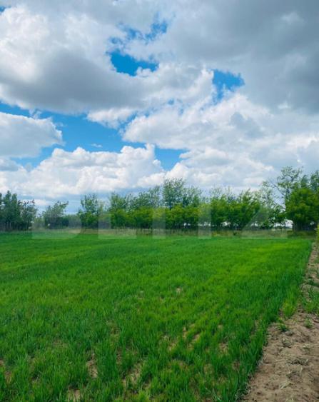 Casa pe parter, 2.753 mp teren, Marotinu de Sus - 9