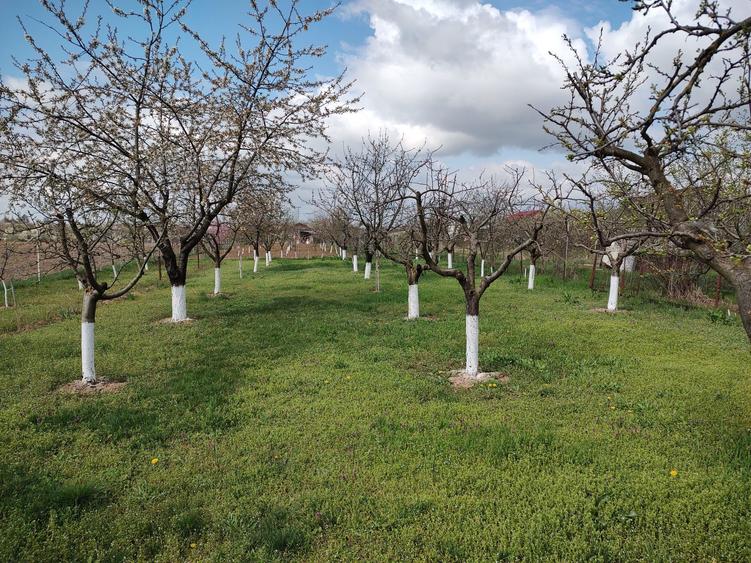 Vand proprietate casa cu teren ( 200 mp + 1250 mp) - 6