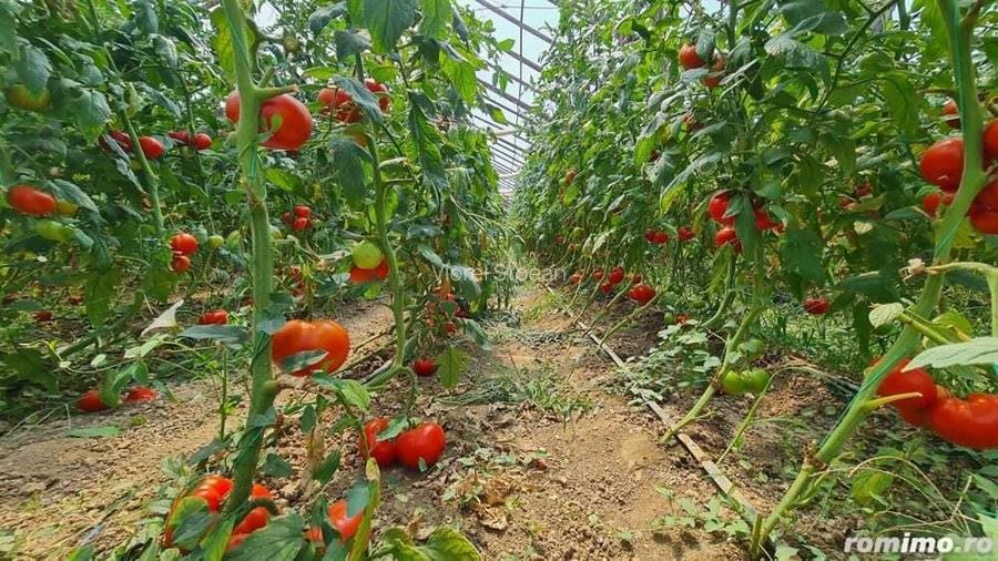 Investitie sigura! Vanzare ferma de legume care merge in plin! Investitie sigura! Vanzare ferma de legume care merge in plin!