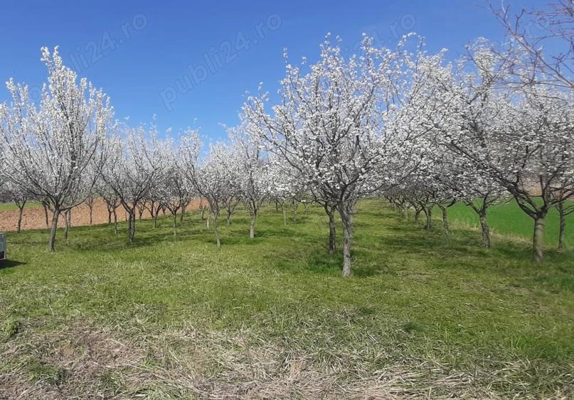 Teren de 3260 mp, în Tileagd