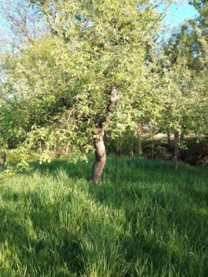 Casa de vanzare, Chiheru de Jos - 4