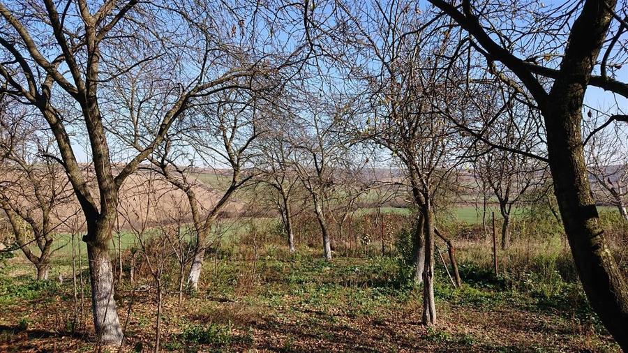 Vand teren in Santelec - 4