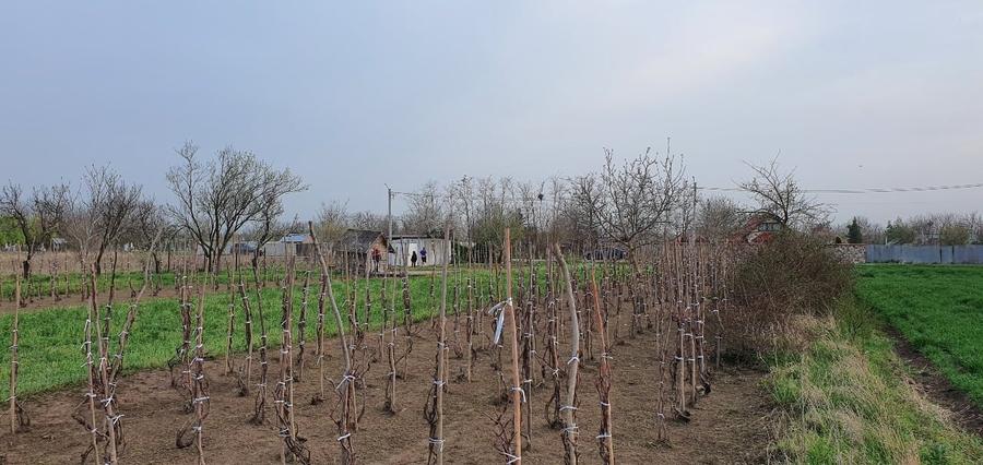 Teren intravilan 2300mp Sarulesti Sat Calarasi - 9