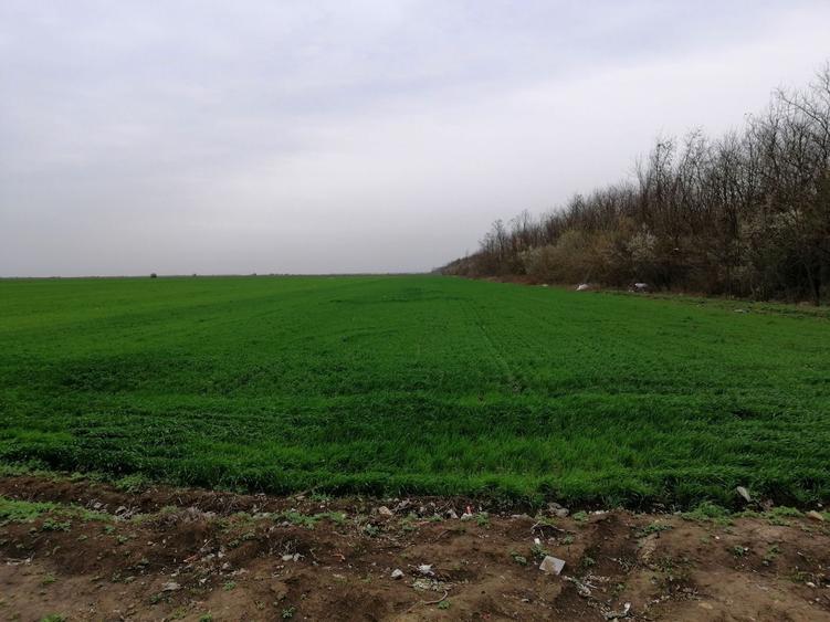 Teren extravilan localitatea Afumati - 6