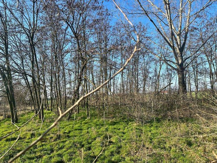 Proprietate de vanzare in Dombegyhaza - Pretabil pentru ferma - 9