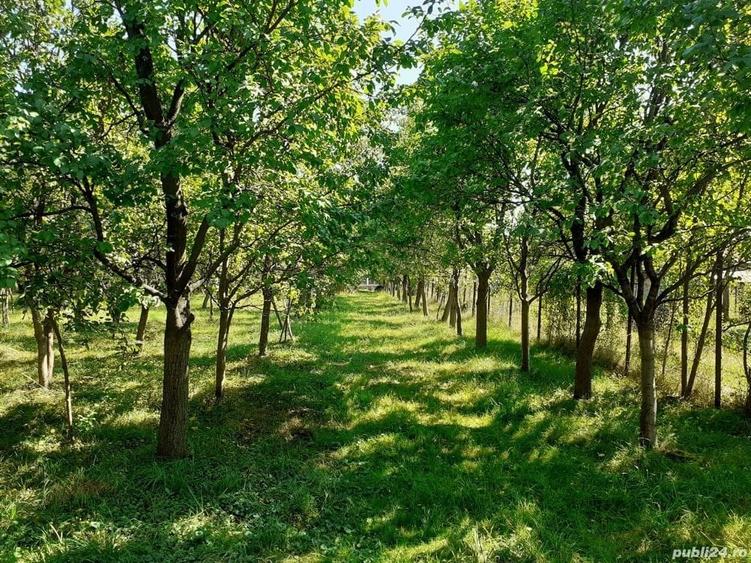 Casa cu teren ?i anexe - 9