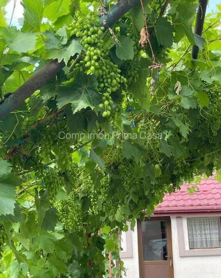 Casa si teren 1785mp ~ comuna Merei/BZ ~ renovata recent ~ SC 170mp ~