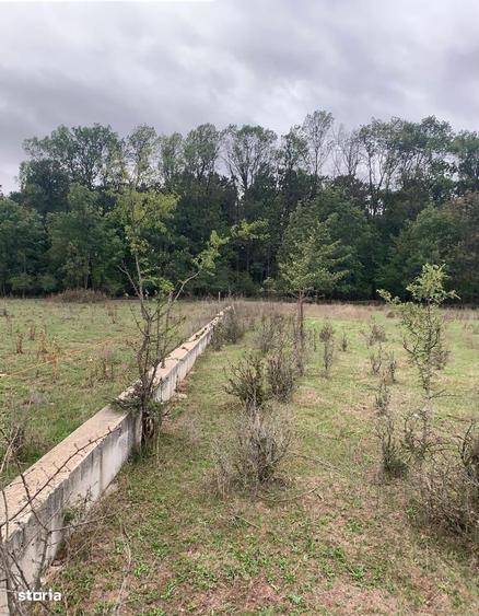 Pipera proprietar,950mp langa padurea Baneasa,vile Manor,OxfordGardens - 3