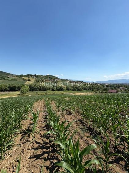 Teren intravilan de vanzare | 1000 mp | zona Gusterita