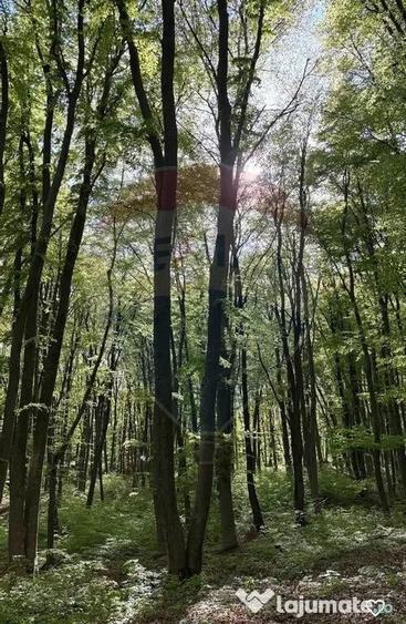 DE VANZARE Teren intr-un col? de Transilvanie autentica - 5
