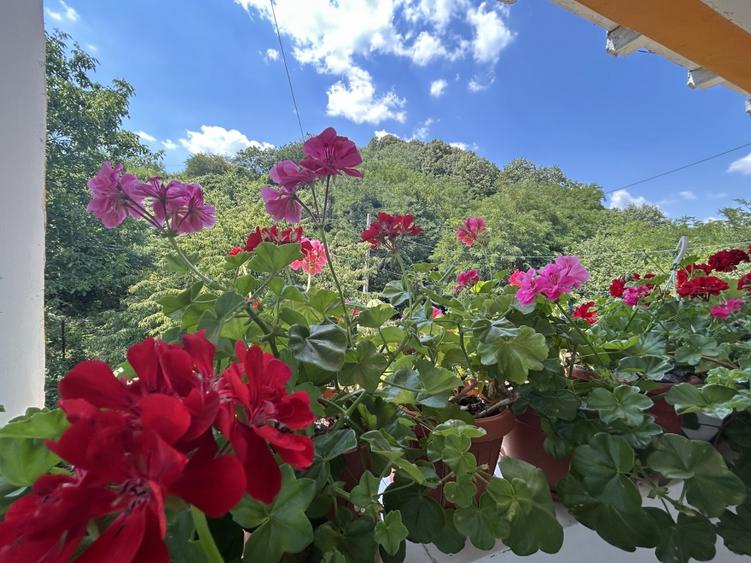 VAND O VILA IN PADUREA DIN FILIPESTI - 14