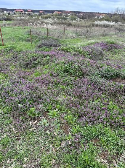 Teren Mogosoaia 624mp (proprietar) - 4