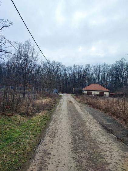 37 arii intravilan Viile Satu Mare - 5