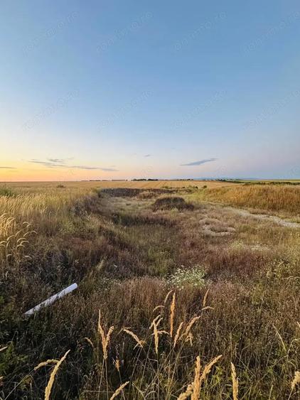 AV655 Teren-Balta 6.663mp, in Masloc-Alios, IDEAL INVESTITIE - 5