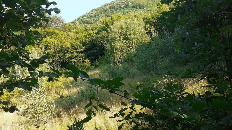 Roscani-Dobra-Teren Cabana-10km A1-Posibilitate Rate - 4