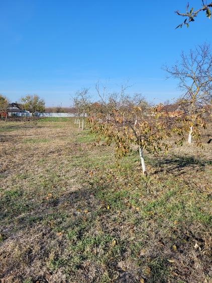Vând teren intravilan suprafață 1414mp în Sânpetru Mare, jud.Timiș .  - 2
