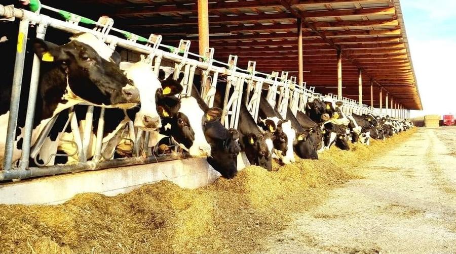 Ferma zootehnică funcțională, populată cu peste 200 capete bovine, aproape de Sâ - 18