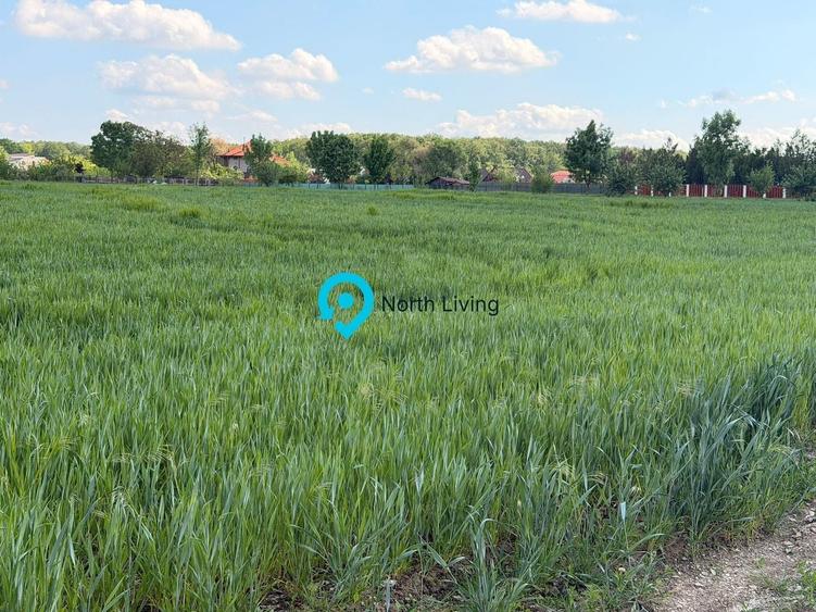 Teren Snagov - Cioflinceni | Drum amenajat | Aproape de Padure si Lac - 6