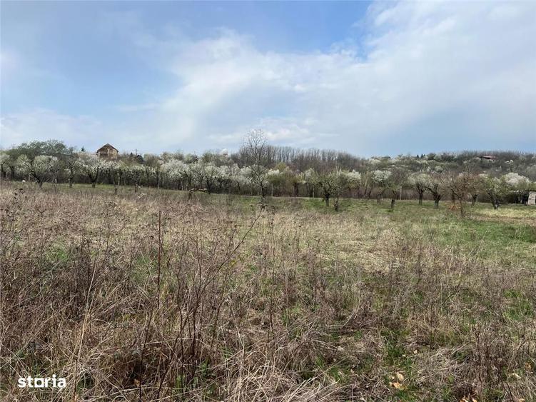 RECO Teren Paleu - 1