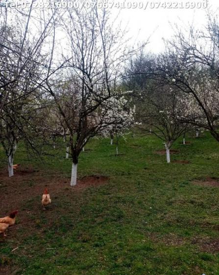 Casa in Motru, Com Slivilesti, Sat Miculesti - 6