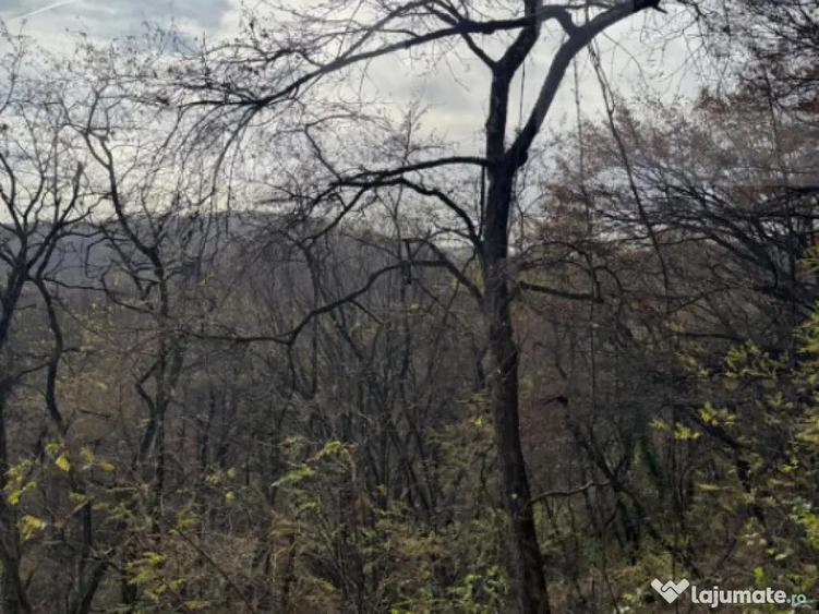 Teren extravilan impadurit, 8271 mp ideal pentru investitie. - 4