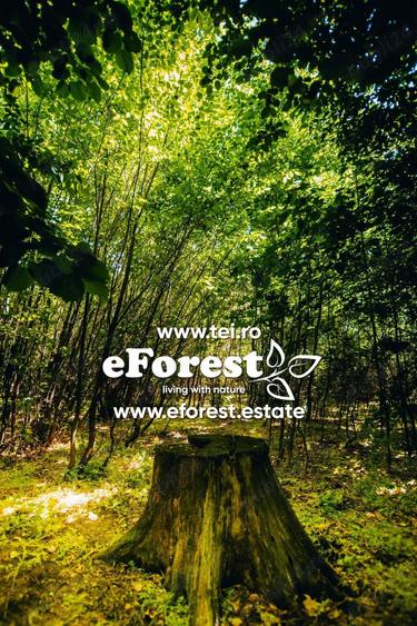 Profita acum de oferta de Pa?te! Teren aproape de natura ?i Bucure?ti, acces din DN1A, eForest - 8