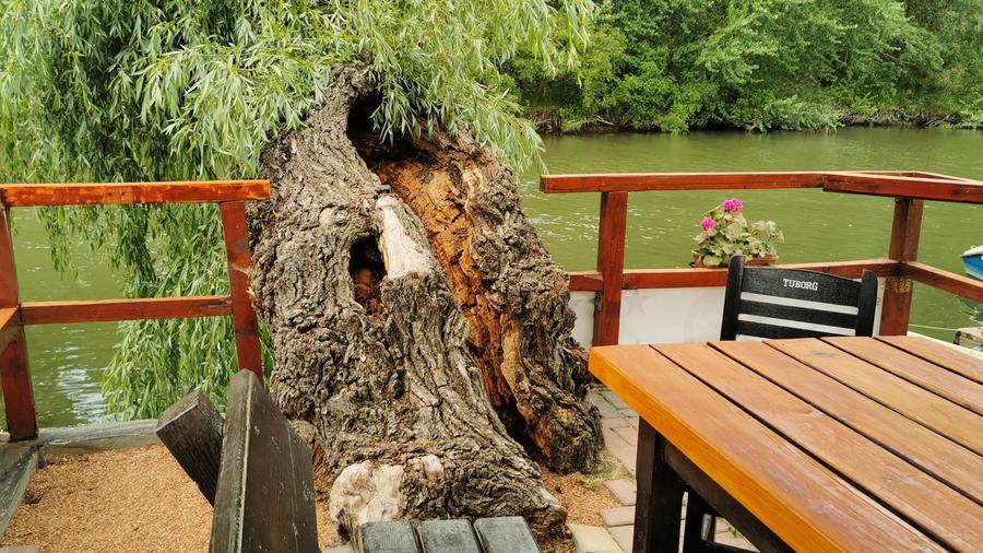 Pensiune, Afacere la cheie in Delta Dunării, Uzlina - 5