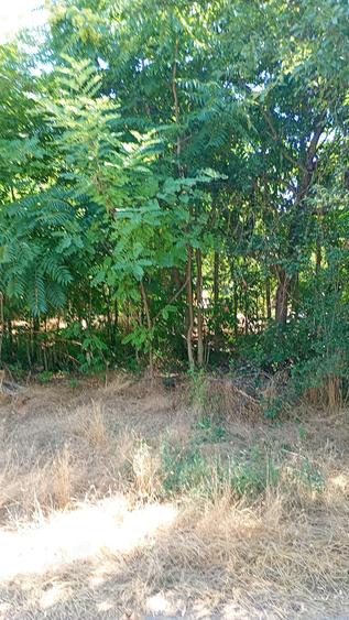 Casa demolabila cu teren 2500 mp sat Plevna com Lup?anu Calara?i apa curent 12000 Euro variante - 3