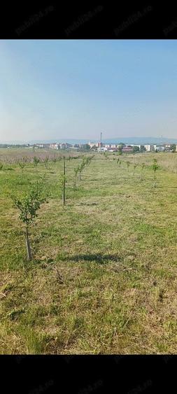 Teren de 2700 mp, în Moldova Veche