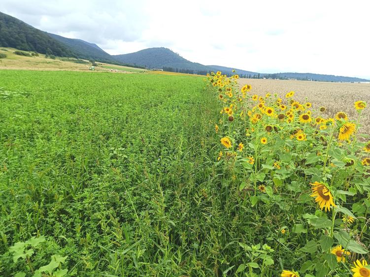 De vanzare - Teren intravilan pentru constructii – 16.500 mp / 0% comision - 3