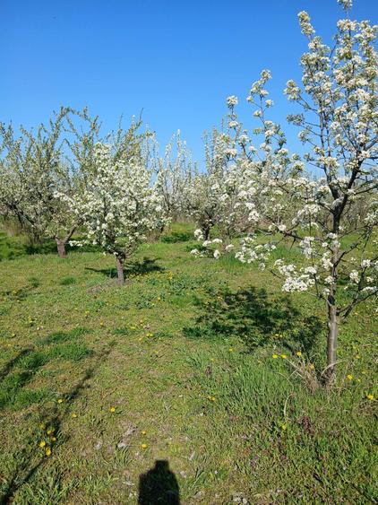 Vand 3 locuri de casa de 1500 m patrati fiecare, intravilan - 7
