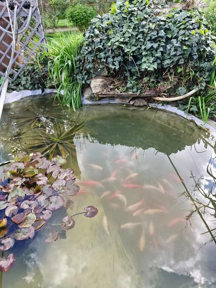 Casa de vanzare la Insula Mures (Zona 3 Insule), Arad - 4