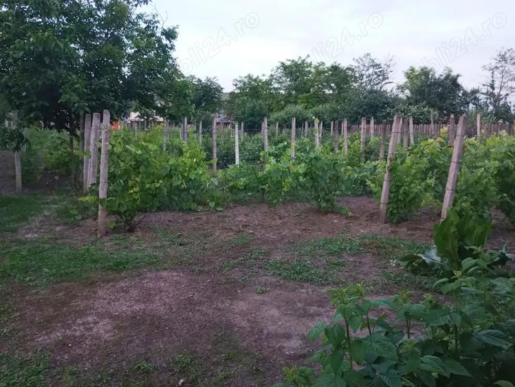 Casa Zorleni, 4 camere 130 mp + anexe, curte 1800 mp - 6