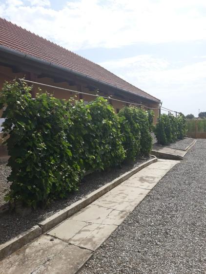 Casä de vinzare,  Str. Carei Nr.412,Petresti,jud.Satu-Mare - 6
