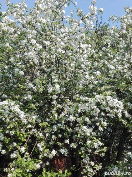 Casa mare cu teren 2100 mp central in Satu Mare, ideal si pentru afaceri. - 5