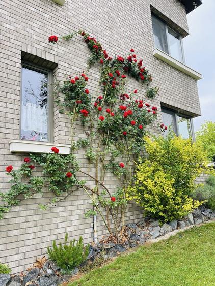 Casa de vanzare Terra Gardens - 8