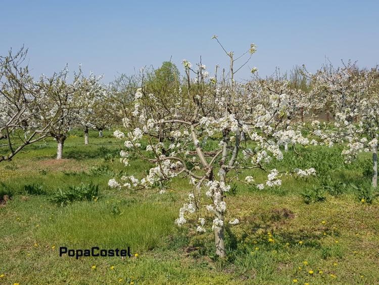 Petresti - Corbeanca 4648 mp intravilan desch. 33 m, utilitati, acces asfaltat - 3