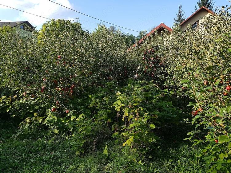 Casa cu livada de vanzare. - 2