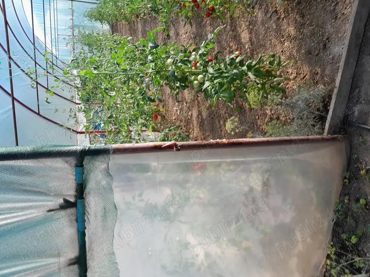 Vind Casa Novaci - 7