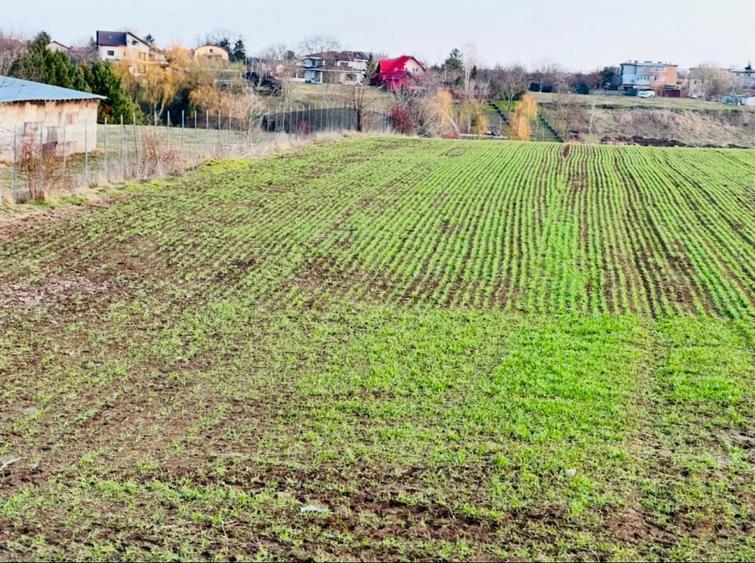 TEREN INTRAVILAN | BALOTESTI | DESCHIDERE 40 M LA LAC | 9.919 MP | LAHOVARI | - 1