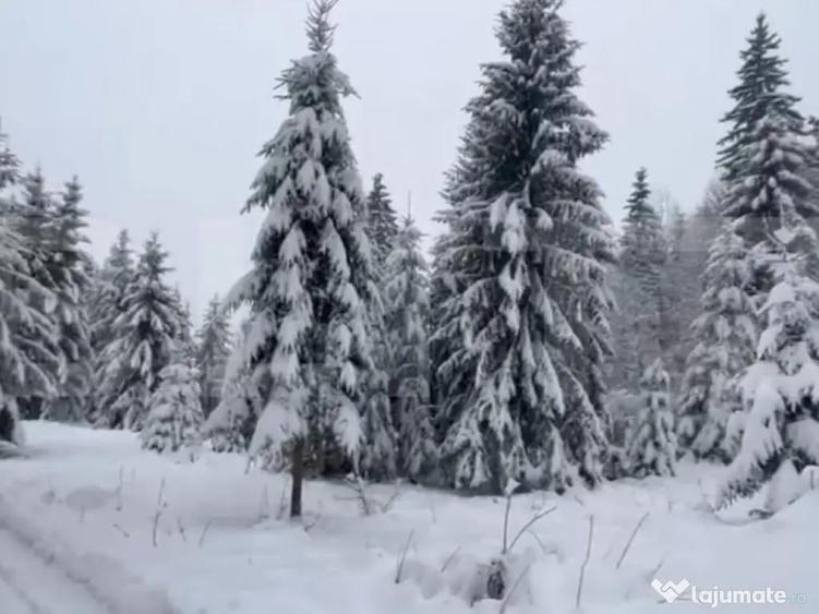 Teren 10,75 ari, intravilan Colibita, cu utilitati - 3