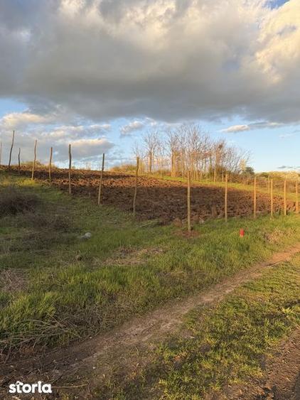 Teren de vanzare Walter Maracineanu Comuna Iepuresti judet Giurgiu - 4