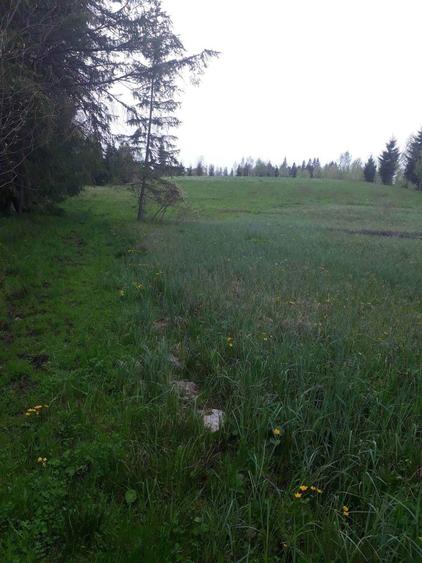 Teren Dealu Negru de vanzare, la 3 km de Belis - 3