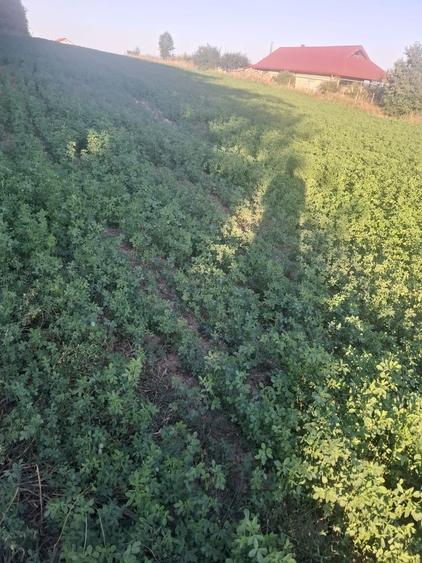 Vand teren intravilan in curtesti - 4