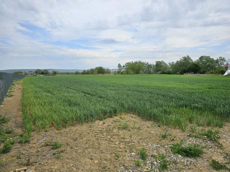 Teren cu PUZ pentru Hala - 3